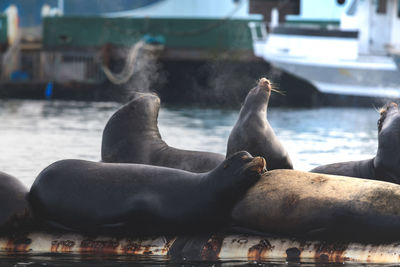 Close-up of sea lion on shore