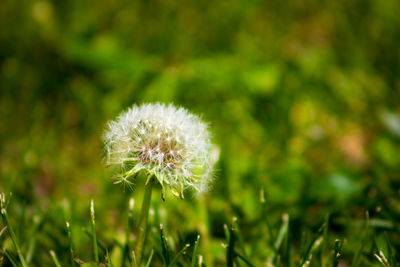 Close-up of dandelion flower on field