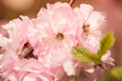 Close-up of pink flowers