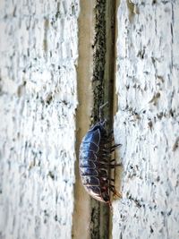 Close-up of insect on wall