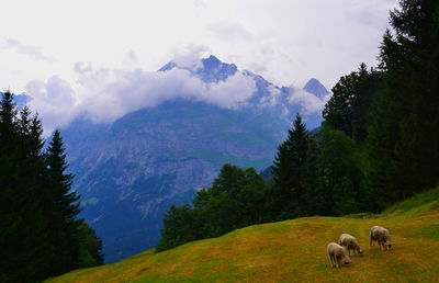 Sheep grazing on field against mountains