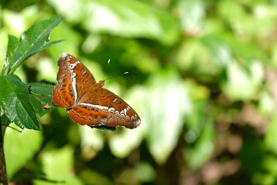 Brown butterfly on leaf 