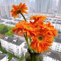 Close-up of orange flowering plant in city