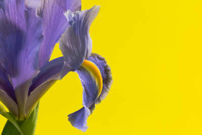 Close-up of iris flower against yellow background