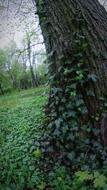 Trees growing in park