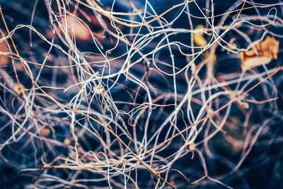 Close-up of dry leaf on land