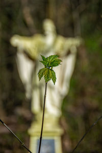Close-up of green plant