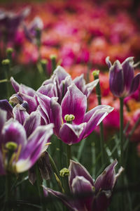 Close-up of pink flowering plants