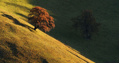 View of trees on field during autumn