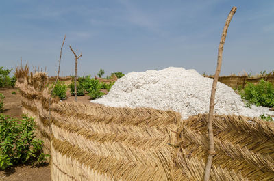 Harvested cotton on ground against sky