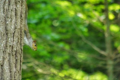 Close-up of a bird on tree trunk