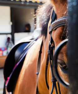 Close-up of horse