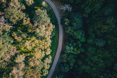 High angle view of trees by road in forest