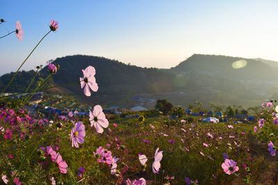 Close-up of pink flowering plants on land against sky