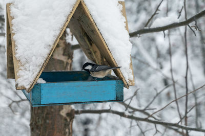 Bird perching on tree