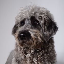 Close-up portrait of a dog