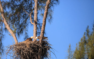 Low angle view of bird nest on tree against sky