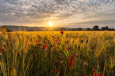 Scenic view of grassy field against sky during sunset