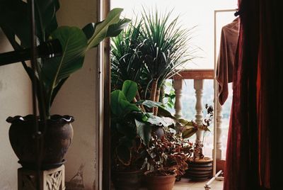 Potted plants in balcony at home