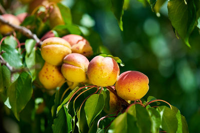 Close-up of peaches hanging on tree