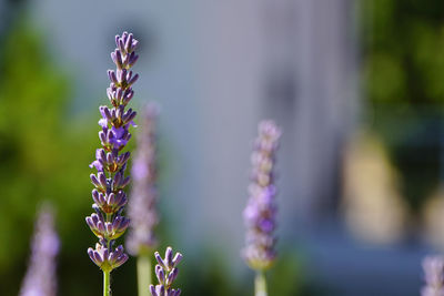 Close-up of purple flowering plant