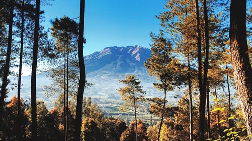 Panoramic view of trees and mountains against sky