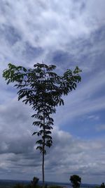 Low angle view of tree against sky