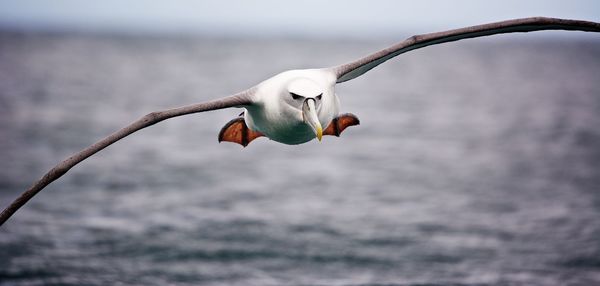 Close-up of bird flying over sea