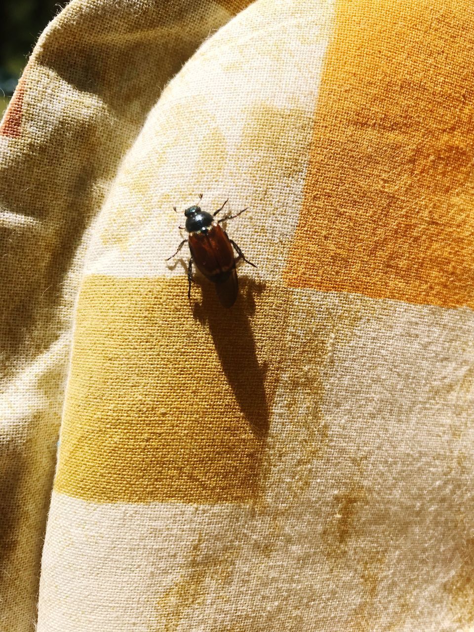 HIGH ANGLE VIEW OF A INSECT ON WALL