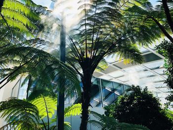 Low angle view of palm trees against modern building