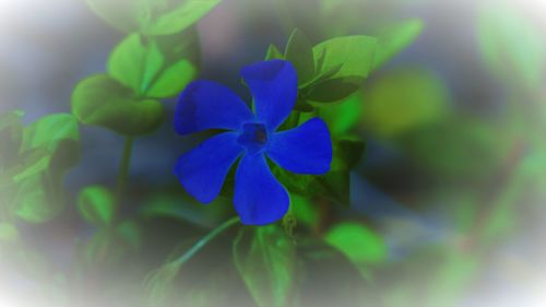 Close-up of blue iris