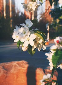 Close-up of cherry blossom