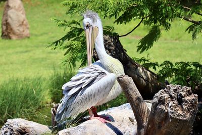 Bird perching on a tree