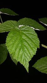 Close-up of leaves