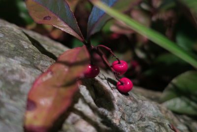 Close-up of red berries on tree