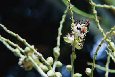 Close-up of insect on flower