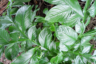 Full frame shot of fresh green leaves