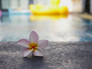 Close-up of frangipani on plant