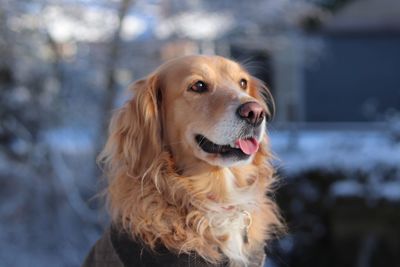 Close-up of dog