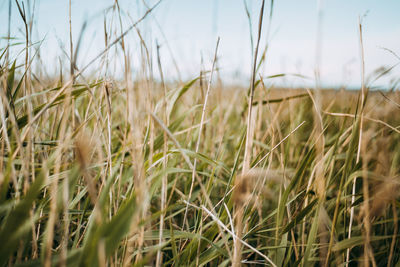 Close-up of wheat field against sky