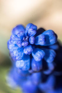 Close-up of purple blue flower