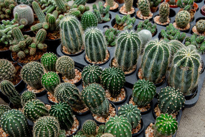 High angle view of succulent plant