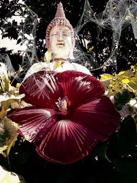 Close-up of red flowering plant