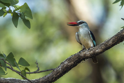 Close-up of bird perching on branch