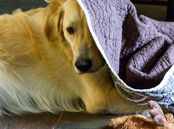 Close-up portrait of dog relaxing at home