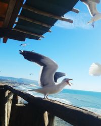 Bird flying over sea against clear blue sky