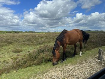 Horse grazing on field against sky