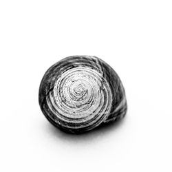 Close-up of seashell on white background