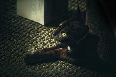 Close-up of cat