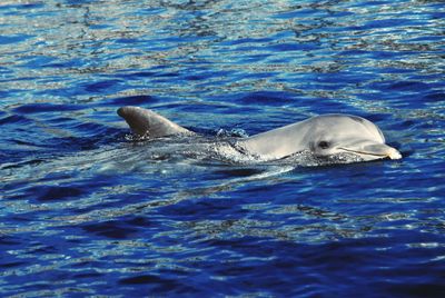 High angle view of dolphin swimming in blue sea